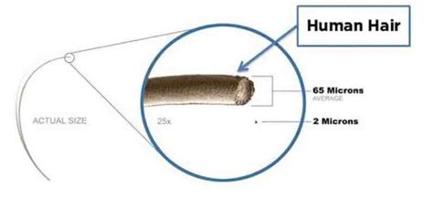 measure thickness of human hair|human hair thickness.